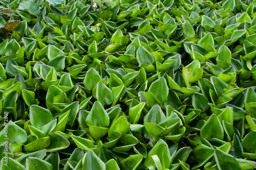 abstract light and shadow on green leaf background