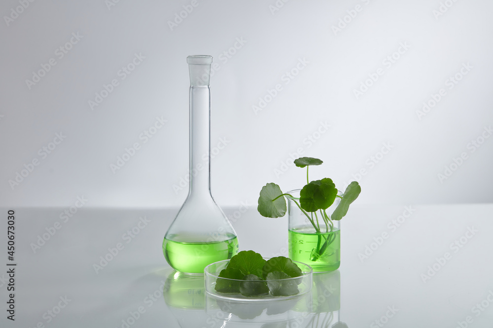 Laboratory and research with Centella asiatica. Natural organic botany and scientific glassware Laboratory and research with Centella asiatica. Natural organic botany and scientific glassware