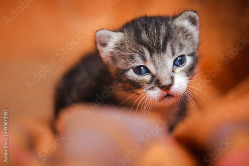 Newborn cat look