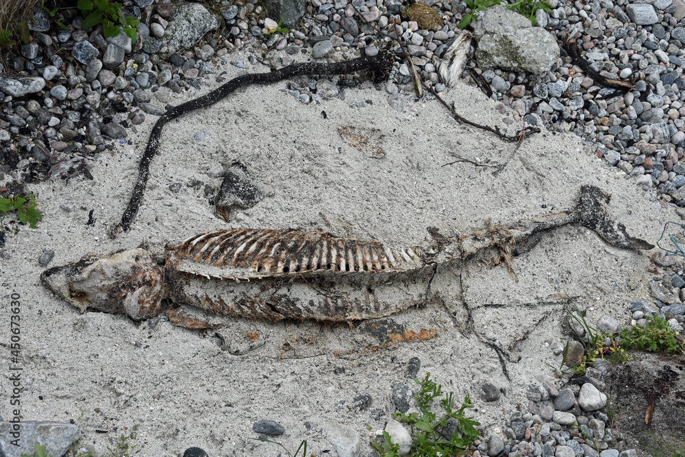 Obraz premium Dolphin skeleton on the beach