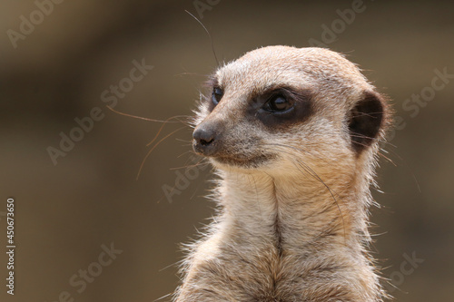 Portrait of a cute meerkat or suricate (Suricata suricatta) on lookout duty © Helen Davies
