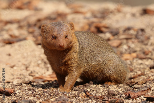 Close up of a cute pygmy Mongoose (Helogale parvula)