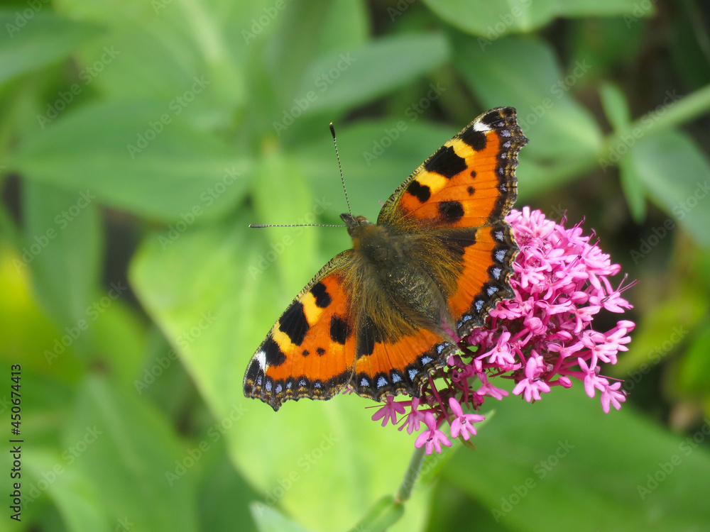 Small tortoiseshell butterfly (Aglais urticae) feeding on a flower with green foliage background Small tortoiseshell butterfly (Aglais urticae) feeding on a flower with green foliage background