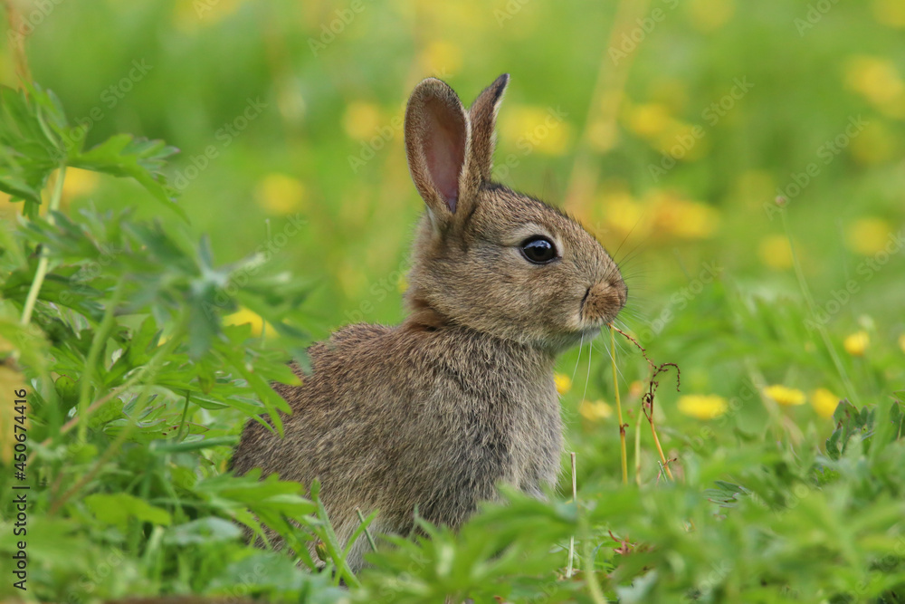Baby Wild Rabbit (Oryctolagus cuniculus) sitting in a field. Baby Wild Rabbit (Oryctolagus cuniculus) sitting in a field.