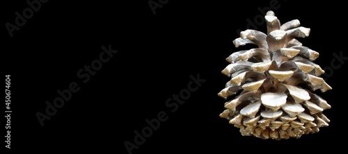 Cedar cone on a black background on the right