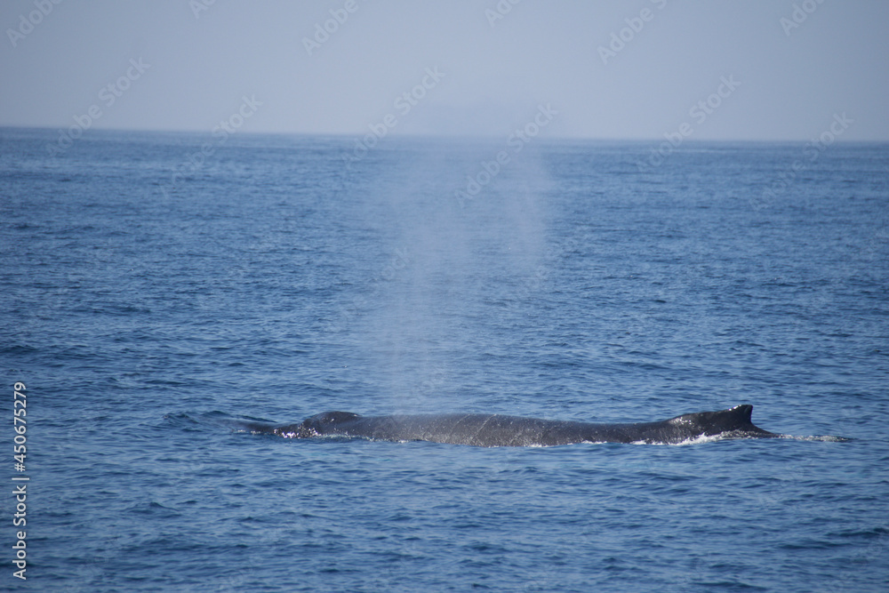 Obraz premium humpback tail