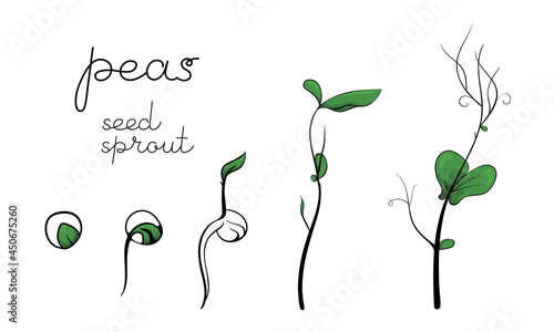 Peas seedling and growth sprouts illustration. Color signs microgreen vector art. Green for home gardening