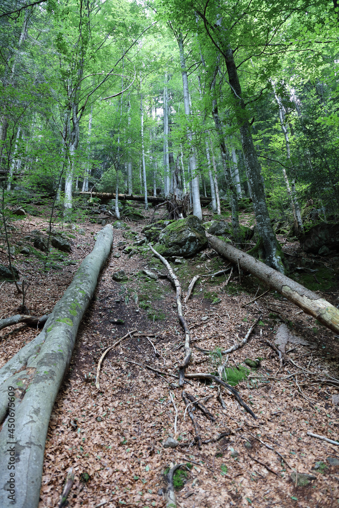 Landschaft Bayern - Bayrischer Wald / Landscape Bavaria - Bavarian Forest / Landschaft Bayern - Bayrischer Wald / Landscape Bavaria - Bavarian Forest /