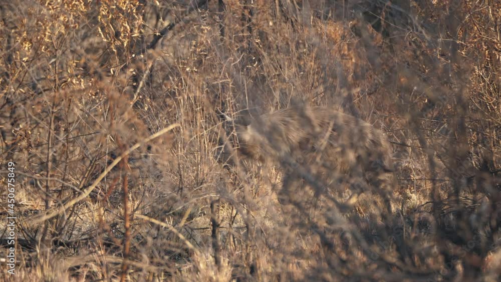 Brown hyena walks between dry brown grass and trees, this well camouflaged, elusive animal looks at camera, makes eye contact Brown hyena walks between dry brown grass and trees, this well camouflaged, elusive animal looks at camera, makes eye contact