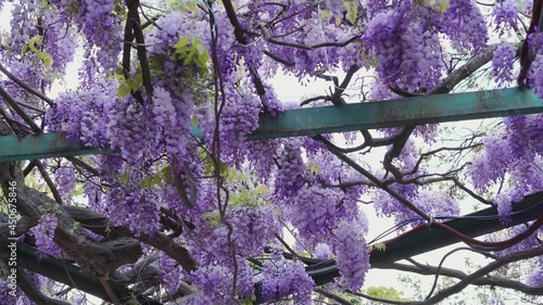 Wallpaper Mural Wisteria with cascades of blue to purple flowers that look spectacular hanging from a pergola or archway in spring and early summer. Spring blooming Torontodigital.ca