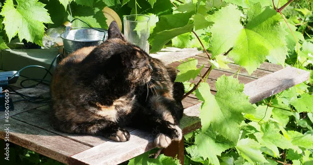 Short full HD video of a tortoiseshell cat resting in the sun on a garden tabl Short full HD video of a tortoiseshell cat resting in the sun on a garden tabl