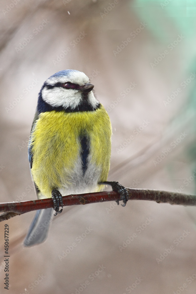A bird tit of bright colors sits on a tree branch. Spring or autumn. A bird tit of bright colors sits on a tree branch. Spring or autumn.