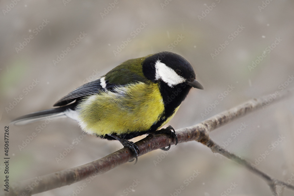 A bird tit of bright colors sits on a tree branch. Spring or autumn. A bird tit of bright colors sits on a tree branch. Spring or autumn.