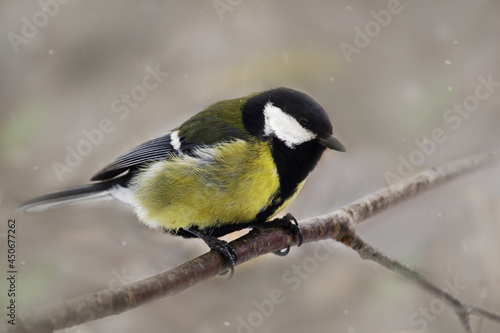 A bird tit of bright colors sits on a tree branch. Spring or autumn.