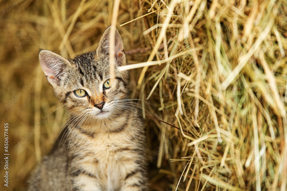 Tabbykitten behind a straw bale Tabbykitten behind a straw bale