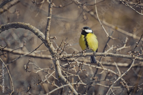 A bird tit of bright colors sits on a tree branch. Spring or autumn. © Videocorpus