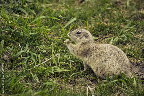 The ground squirrel eats grass leaves in the wild. Cute gopher, squirrel, ground squirrel.