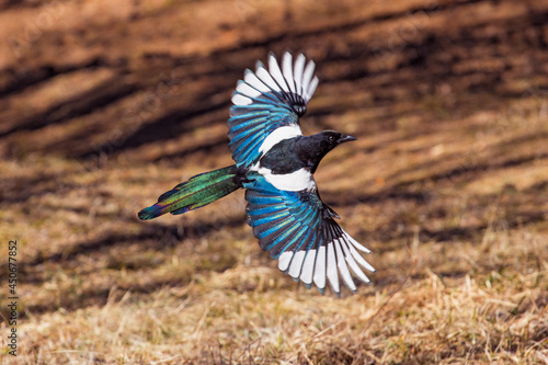 Fototapeta A flying magpie in the park with beautiful large wings of bright colors