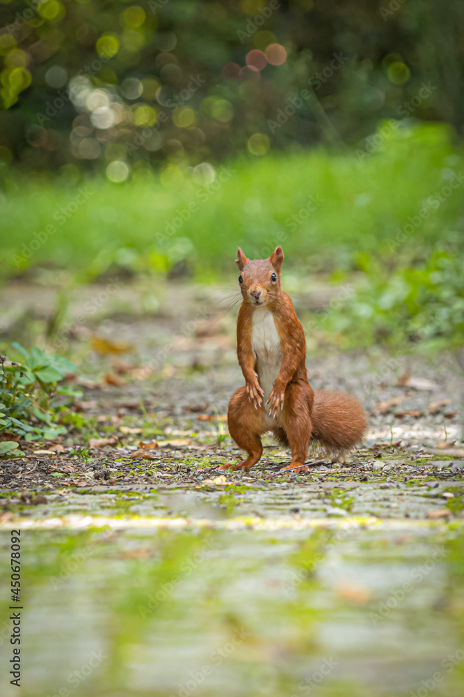 Squirrel in the forest Squirrel in the forest