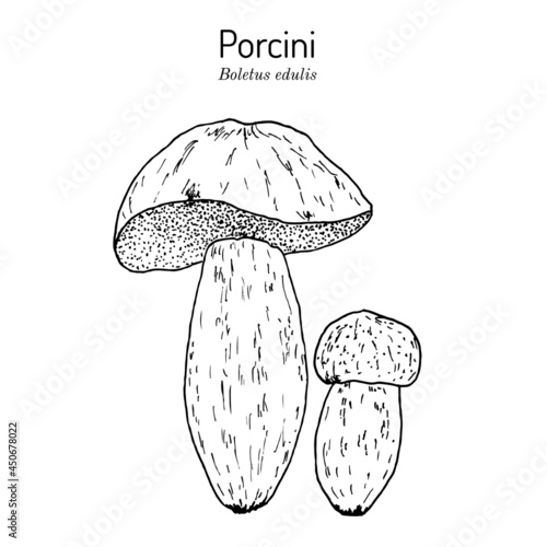 Cep, penny bun, porcino or porcini Boletus edulis , edible mushroom
