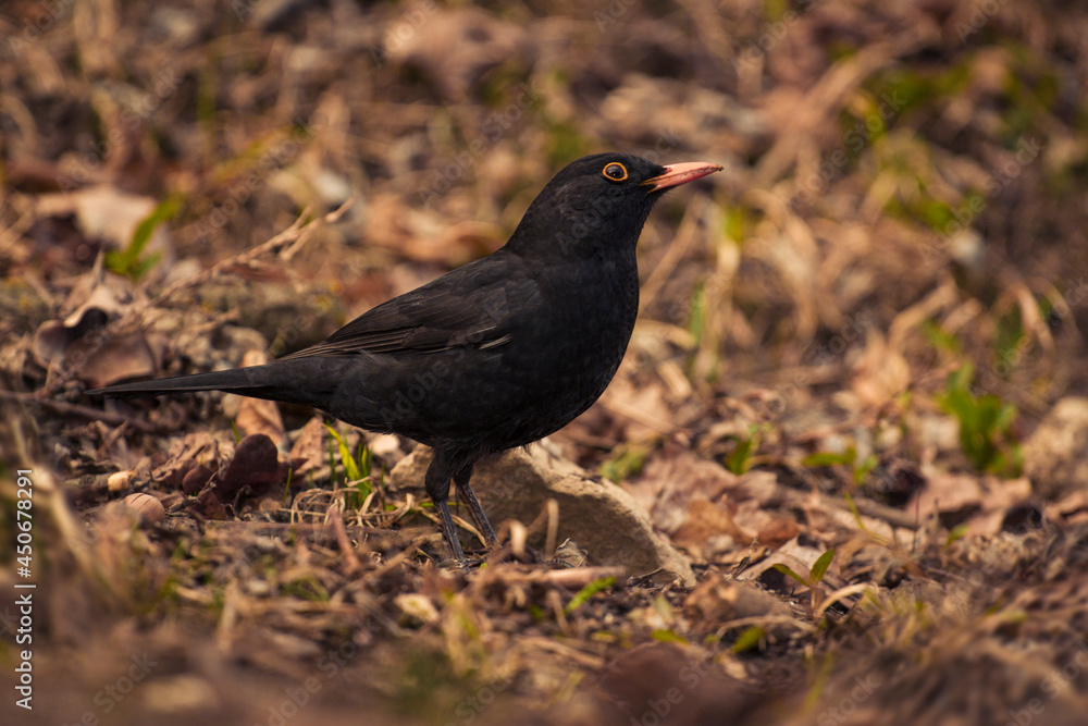 A blackbird stands on the withered spring grass and looks for something A blackbird stands on the withered spring grass and looks for something