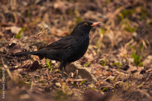 A blackbird stands on the withered spring grass and looks for something © Videocorpus