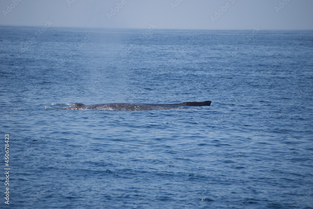 Naklejka premium humpback tail