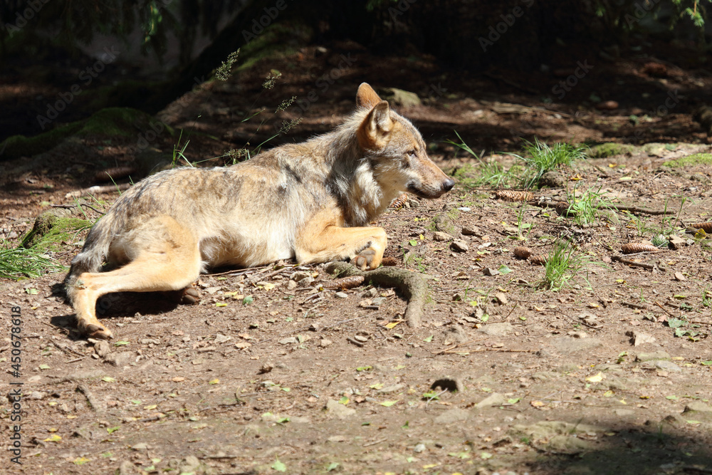 Obraz premium Wolf / Wolf / Canis lupus