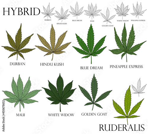 Types of weed. Illustration of differend  hybrid cannabis leaves in color and black outline for use in medicine and cosmetology. Ruderalis.