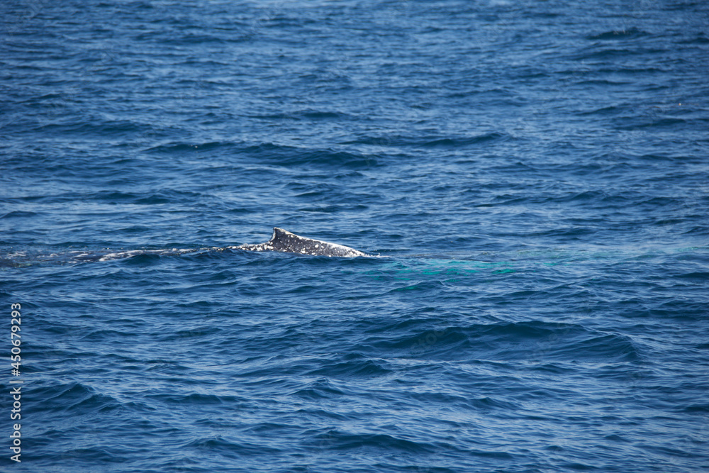 humpback tail humpback tail
