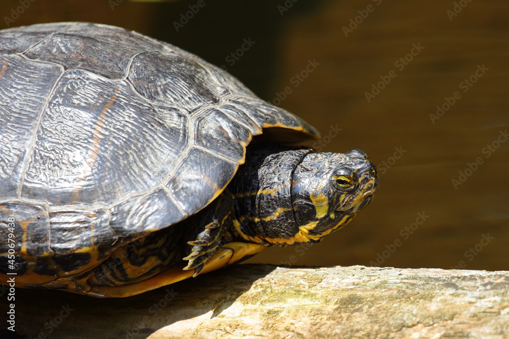 Fototapeta premium Europäische Sumpfschildkröte / European pond turtle / Emys orbicularis
