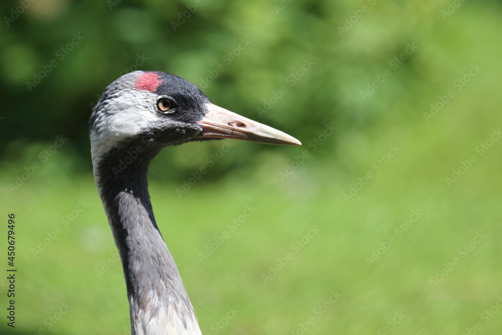 Grauer Kranich / Common crane / Grus grus
