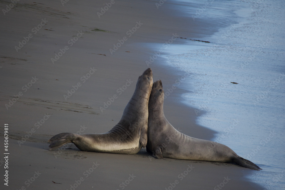 Fototapeta premium sea lion on beach