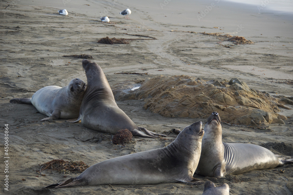 Fototapeta premium island sea lion