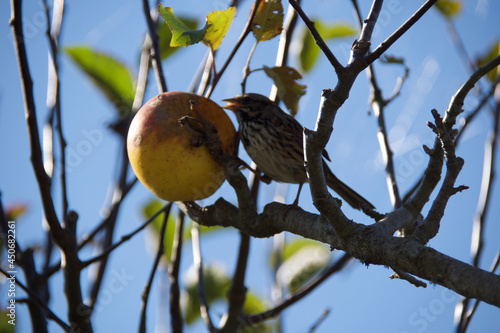 bird on a branch