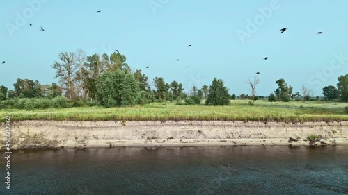 Aerial view of bird life in the wild, nest of swallows on the river bank