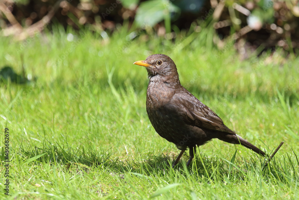 Amsel oder Schwarzdrossel / Blackbird / Turdus merula Amsel oder Schwarzdrossel / Blackbird / Turdus merula