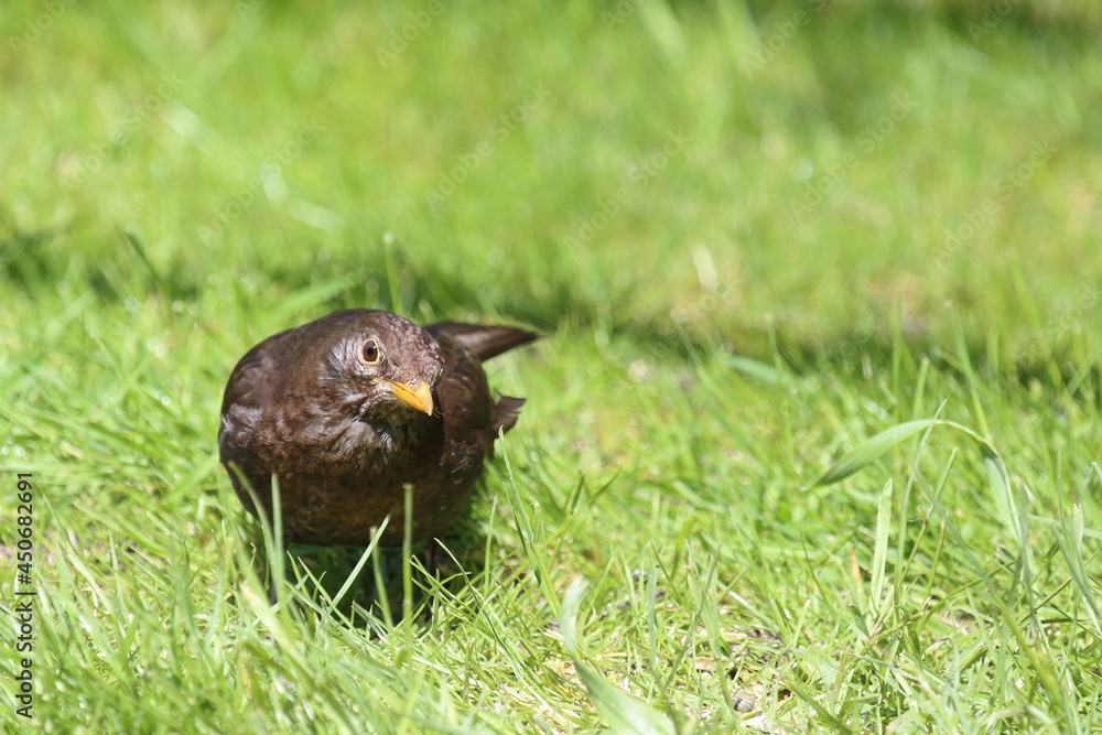 Obraz premium Amsel oder Schwarzdrossel / Blackbird / Turdus merula