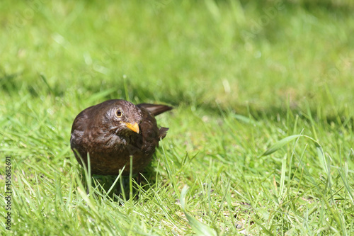 Amsel oder Schwarzdrossel   Blackbird   Turdus merula