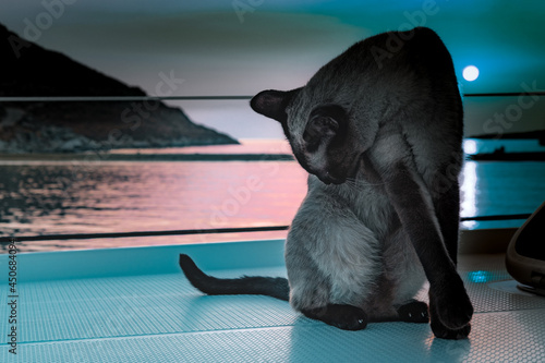 Cat in full moon light cleaning itself on deck of sailing yacht, boat cat on seascape background photo