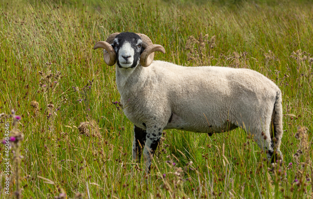 Swaledale ram or tup, facing forward and free roaming with ewes in natural rough moorland in Keld, Upper Swaledale, Yorkshire Dales. Facing forward. Horizontal. Space for copy. Swaledale ram or tup, facing forward and free roaming with ewes in natural rough moorland in Keld, Upper Swaledale, Yorkshire Dales. Facing forward. Horizontal. Space for copy.