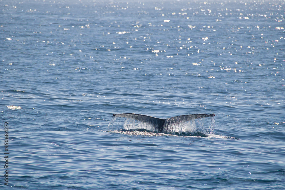 Fototapeta premium dolphin in the water