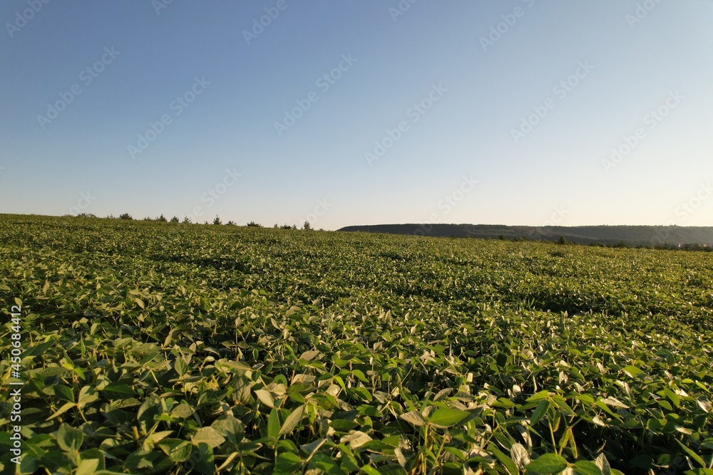 Aerial view of soybean fields in Ukraine. Sunrise Aerial view of soybean fields in Ukraine. Sunrise