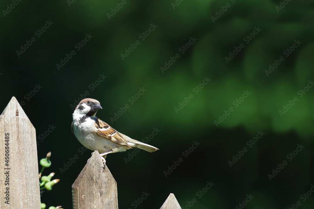 Fototapeta premium Feldsperling / Eurasian tree sparrow / Passer montanus