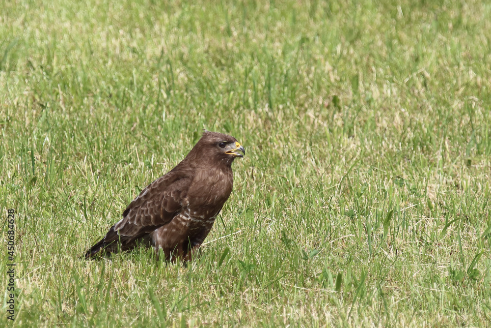 Rotmilan oder Gabelweihe / Red kite / Milvus milvus Rotmilan oder Gabelweihe / Red kite / Milvus milvus