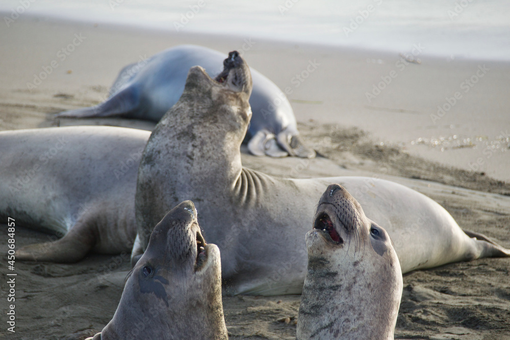 Fototapeta premium island sea lion