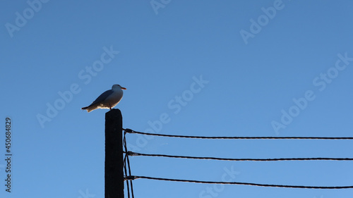 Silhouette of a seagull sitting on top of an electric pole under a blue sky.