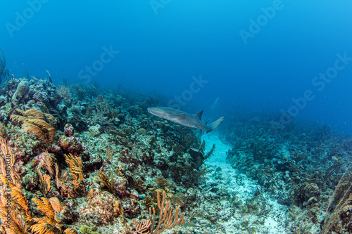 Fototapeta Naklejka Na Ścianę i Meble -  Nurse shark during a scuba dive at Belize