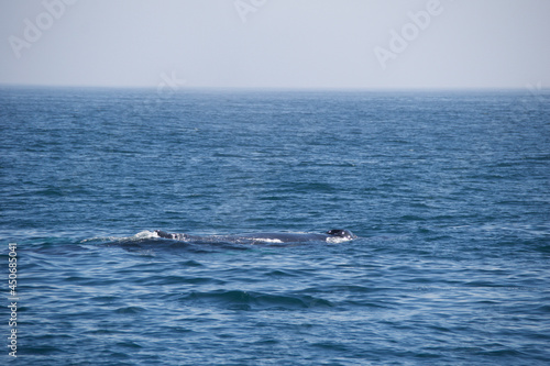 dolphin jumping in the sea