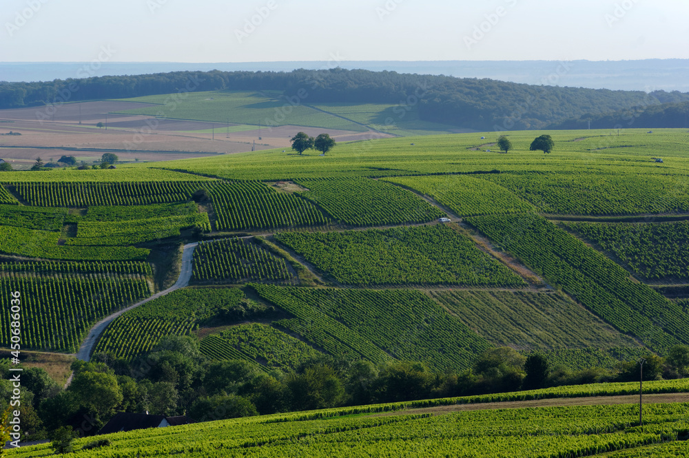 Sancerre vineyard in the Loire valley